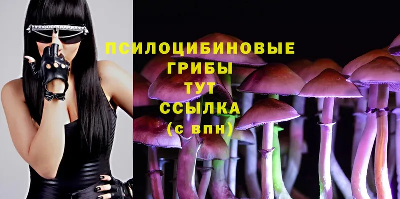 Галлюциногенные грибы Psilocybe  где продают наркотики  OMG ссылки  Буй 